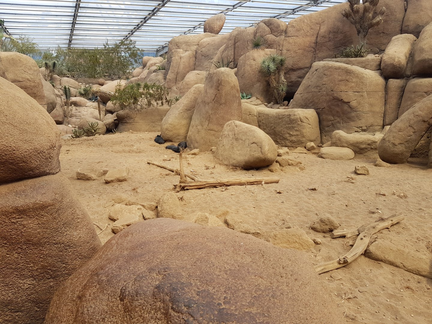 Peccary enclosure ( in the Desert )