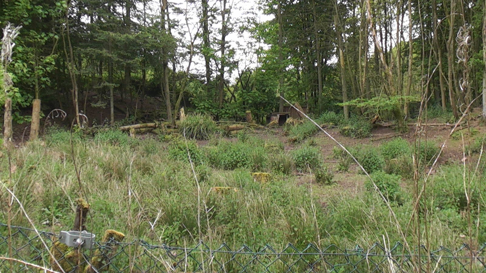 Peccary Enclosure May 2010
