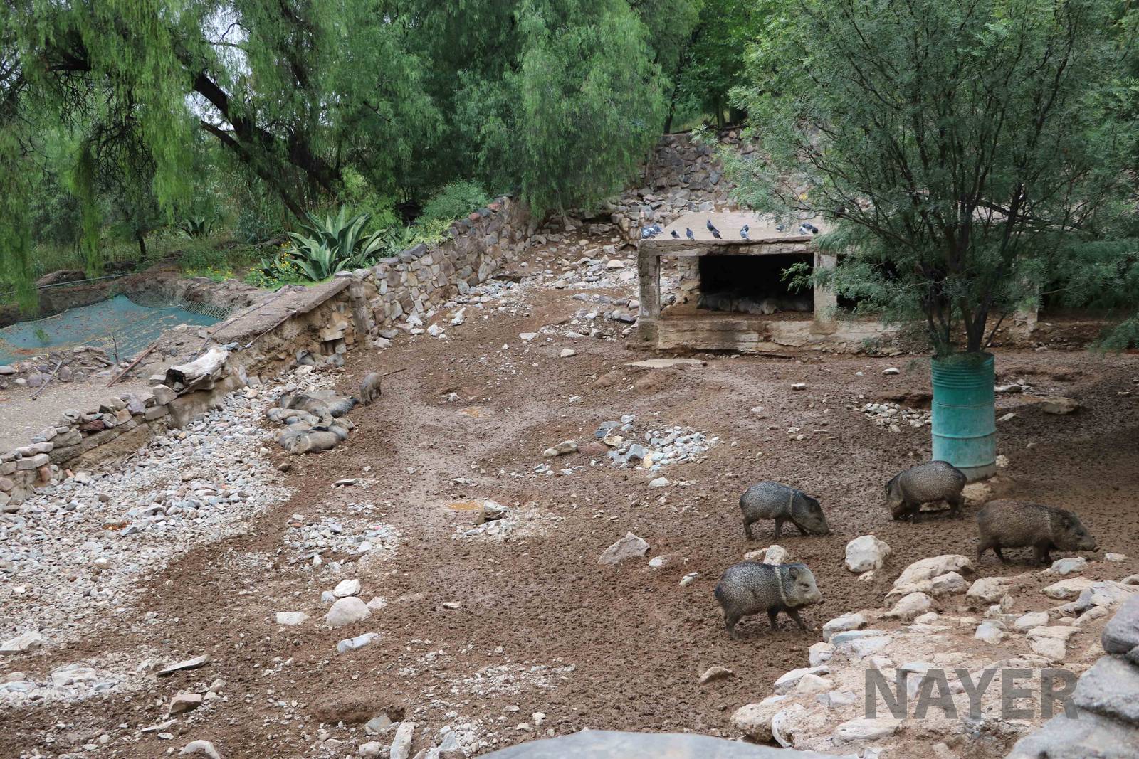 Peccary enclosure - Mendoza Zoo, April 2016