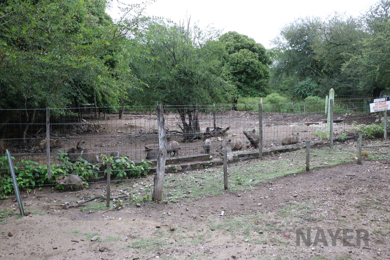 Peccary enclosure - Tatu Carreta, April 2016.