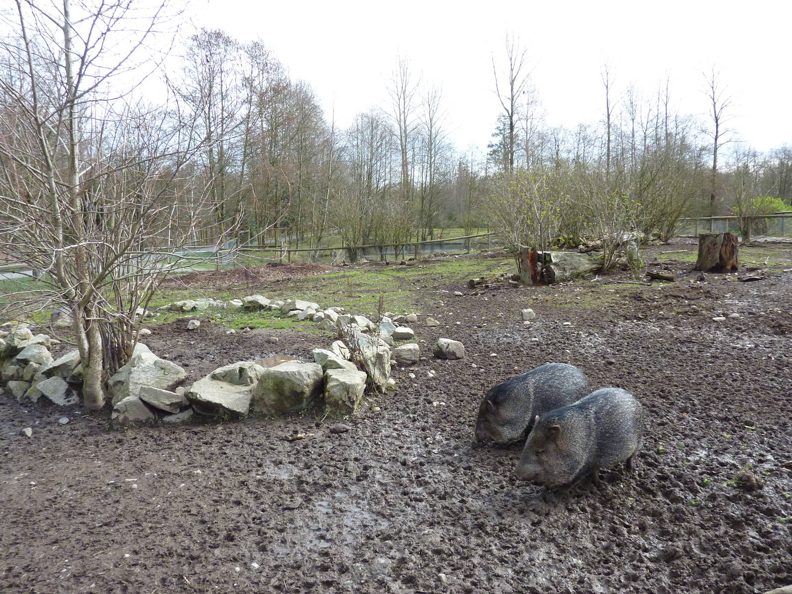 Peccary Enclosure