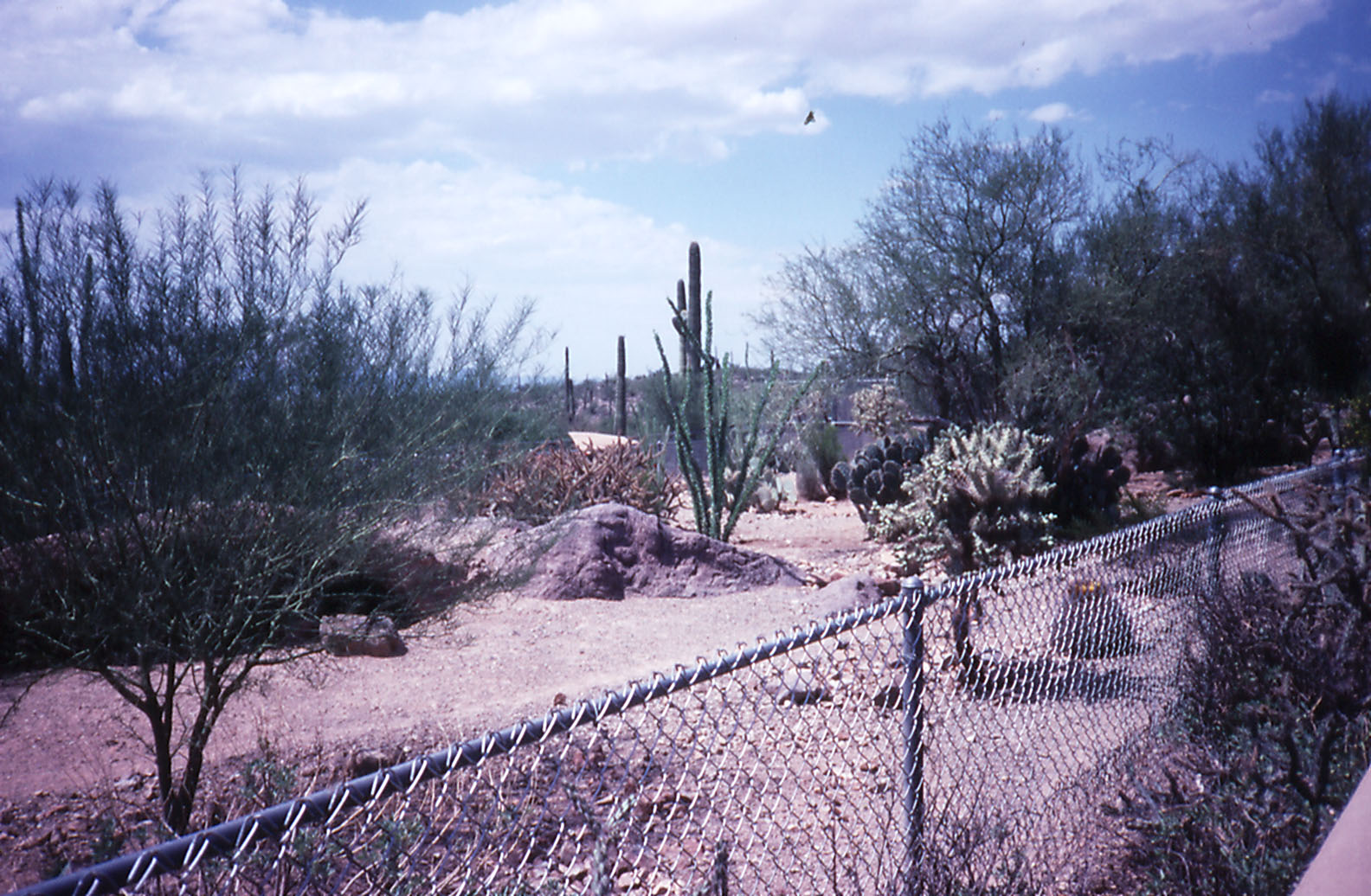 Peccary exhibit - 1988