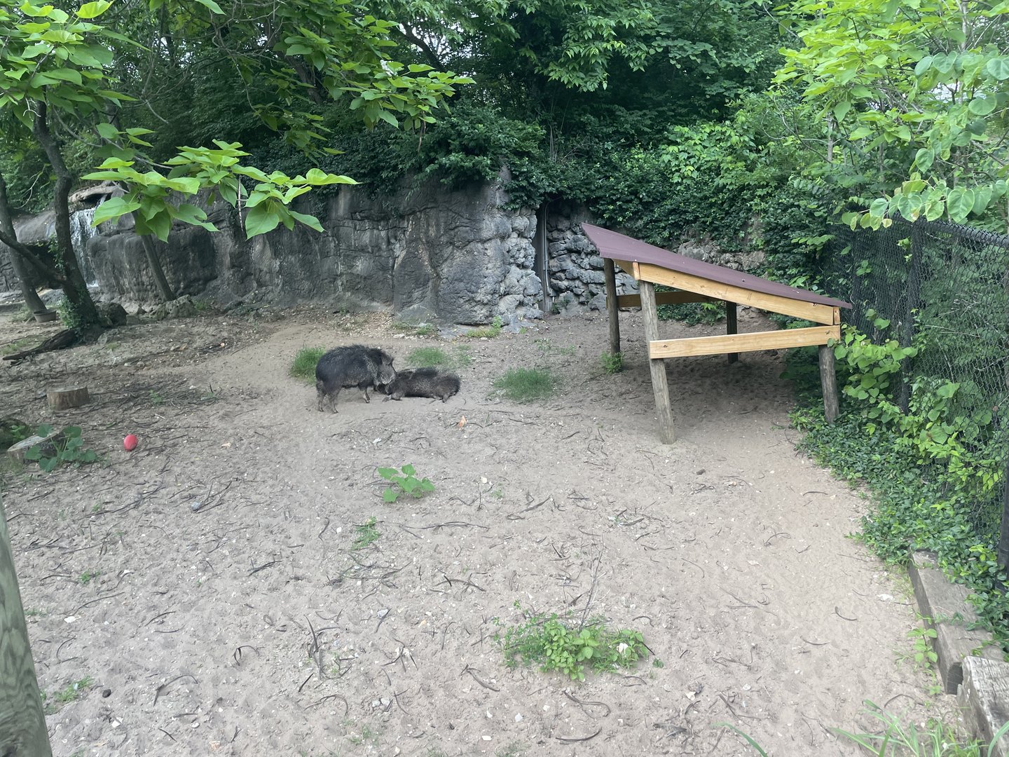 Peccary Exhibit- 2023