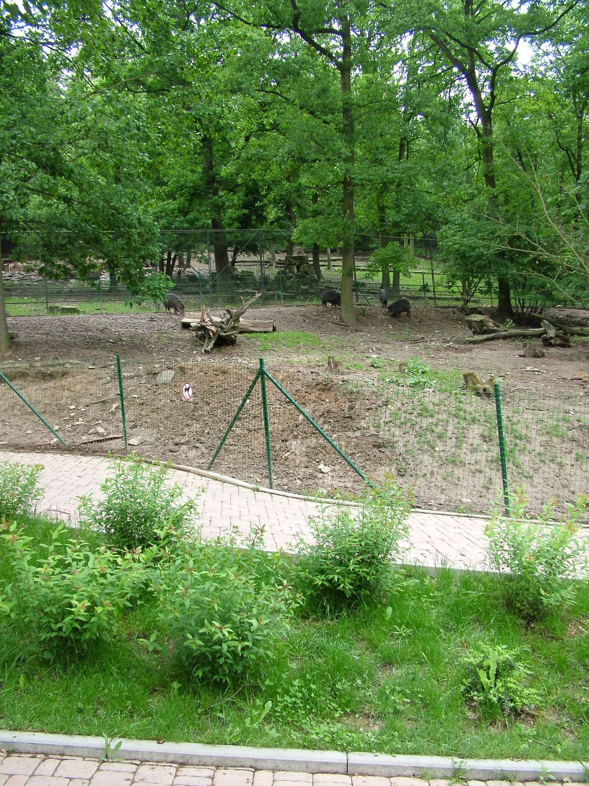 Peccary exhibit at Brno, 27/05/10
