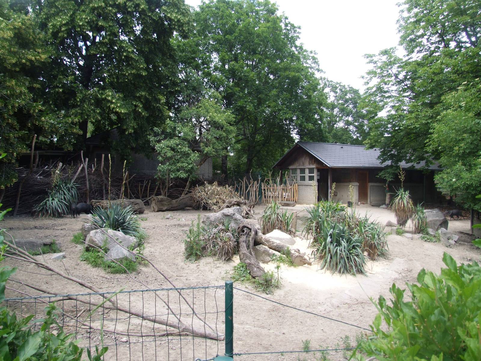 Peccary Exhibit at Vienna, 14/06/13