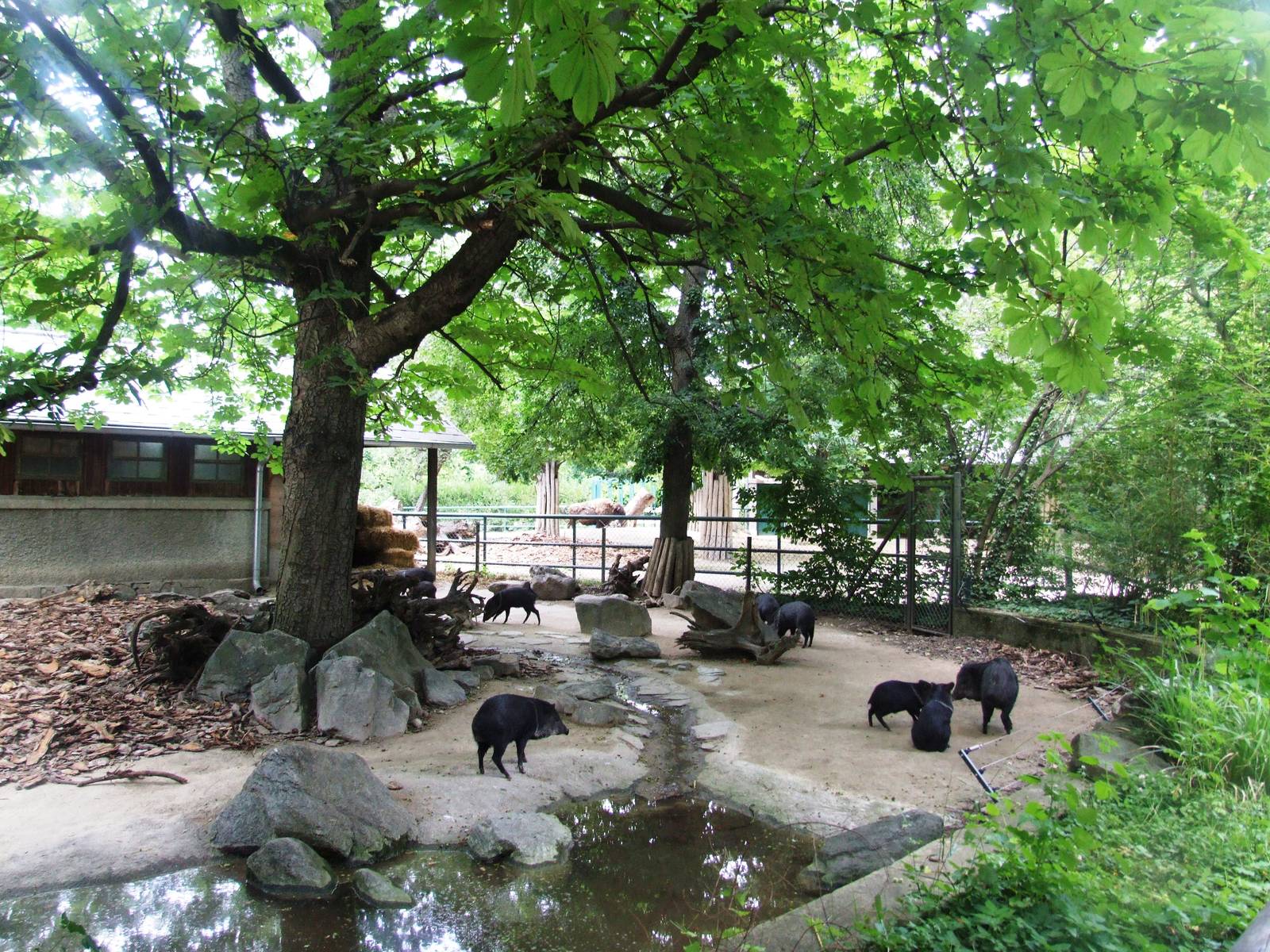 Peccary Exhibit at Vienna, 14/06/13