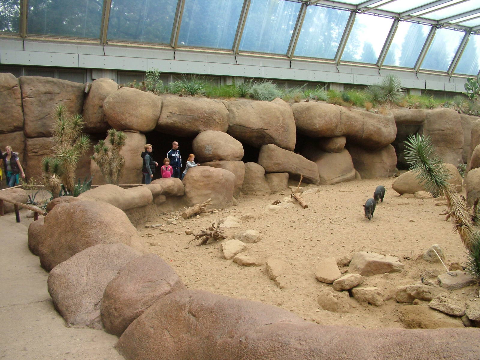 Peccary Exhibit in Burgers Desert at Burgers Zoo Arnhem, 29/08/10