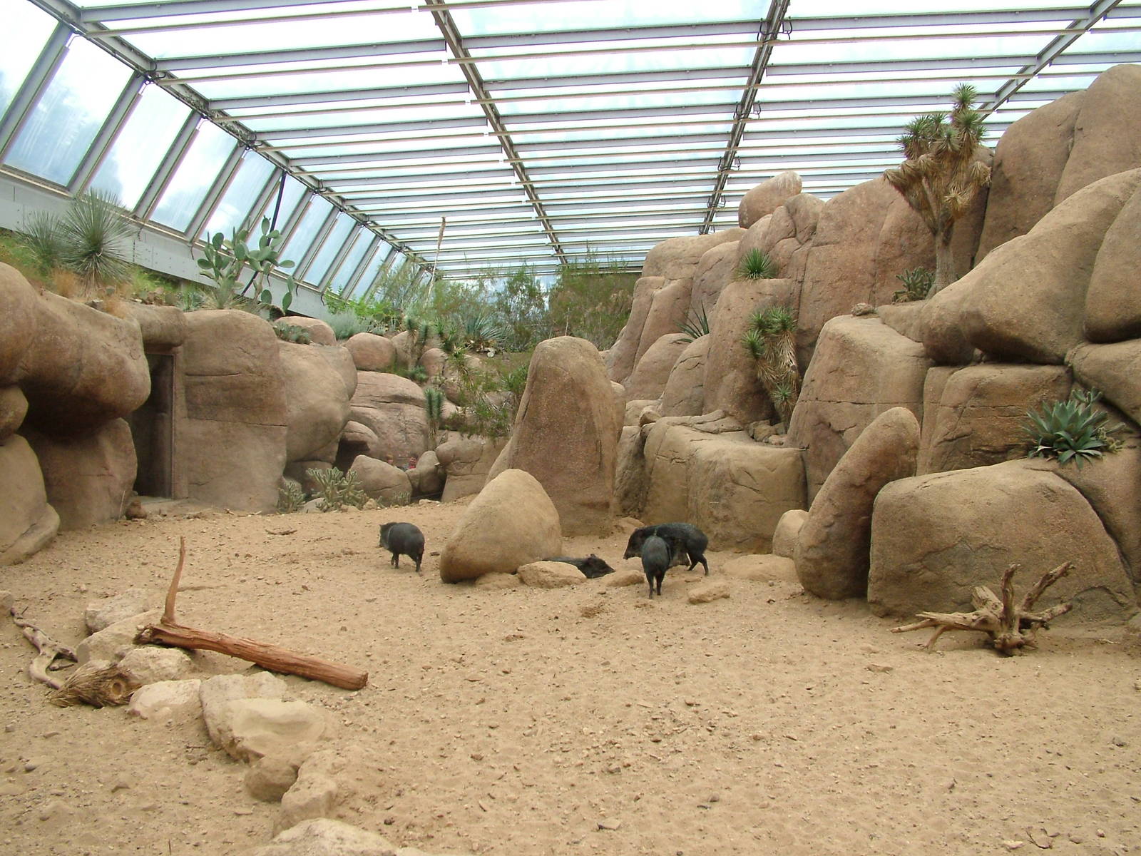 Peccary Exhibit in Burgers Desert at Burgers Zoo Arnhem, 29/08/10