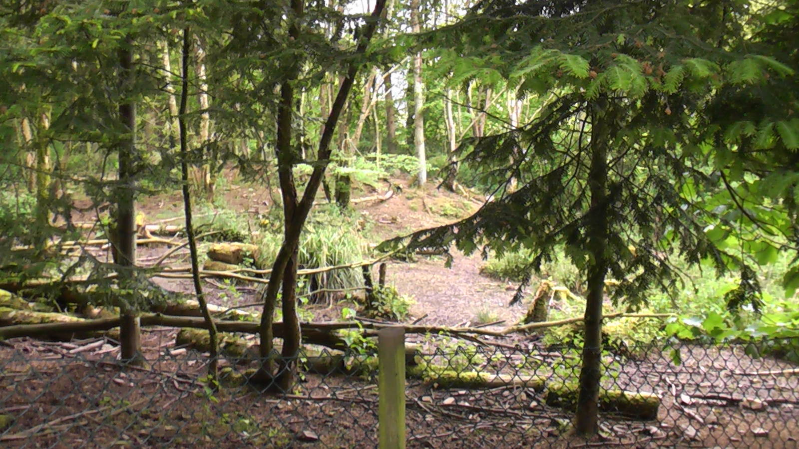 Peccary Exhibit May 2010