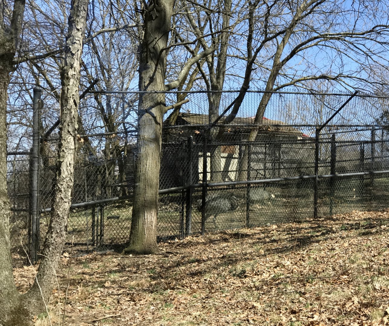 Peccary Exhibit, Rhea Exhibit in Background