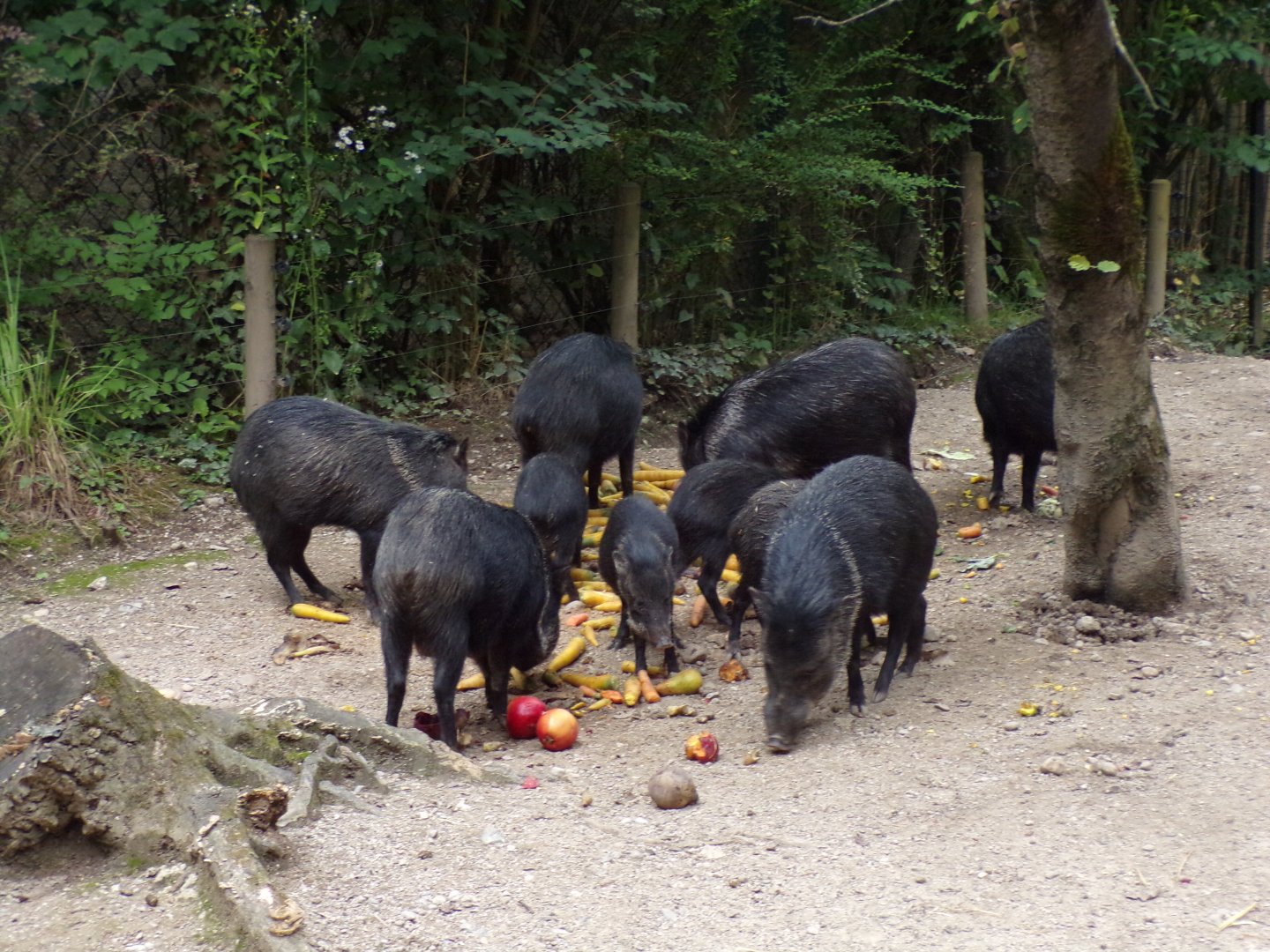 Peccary group 13.7.25