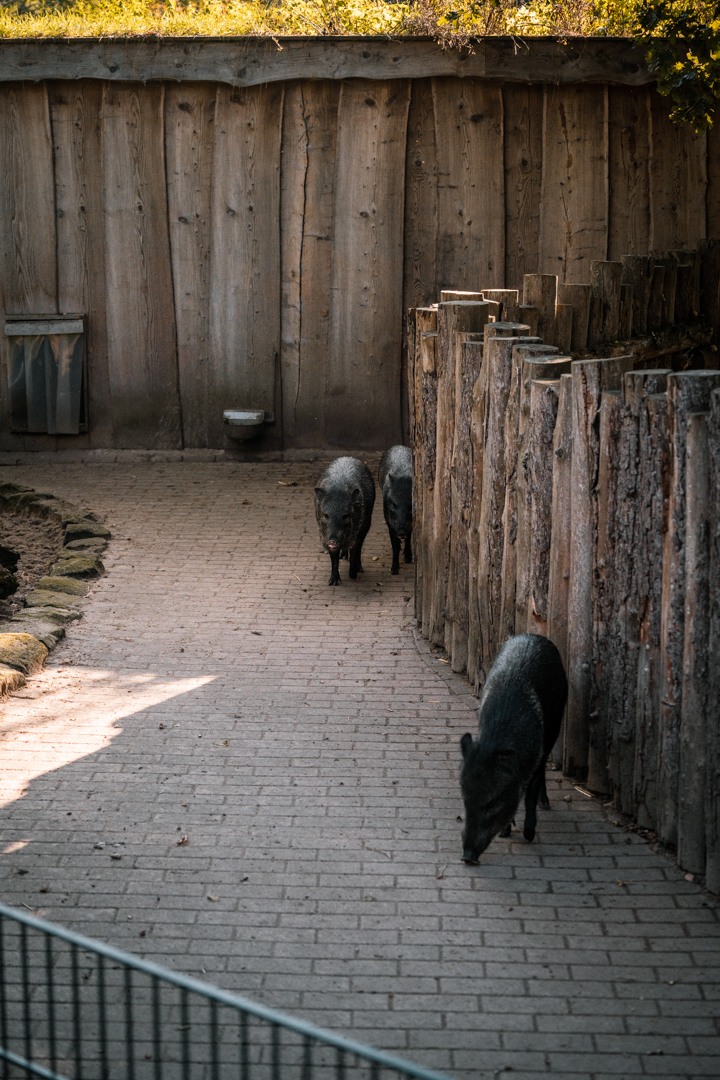 Peccary holding pen