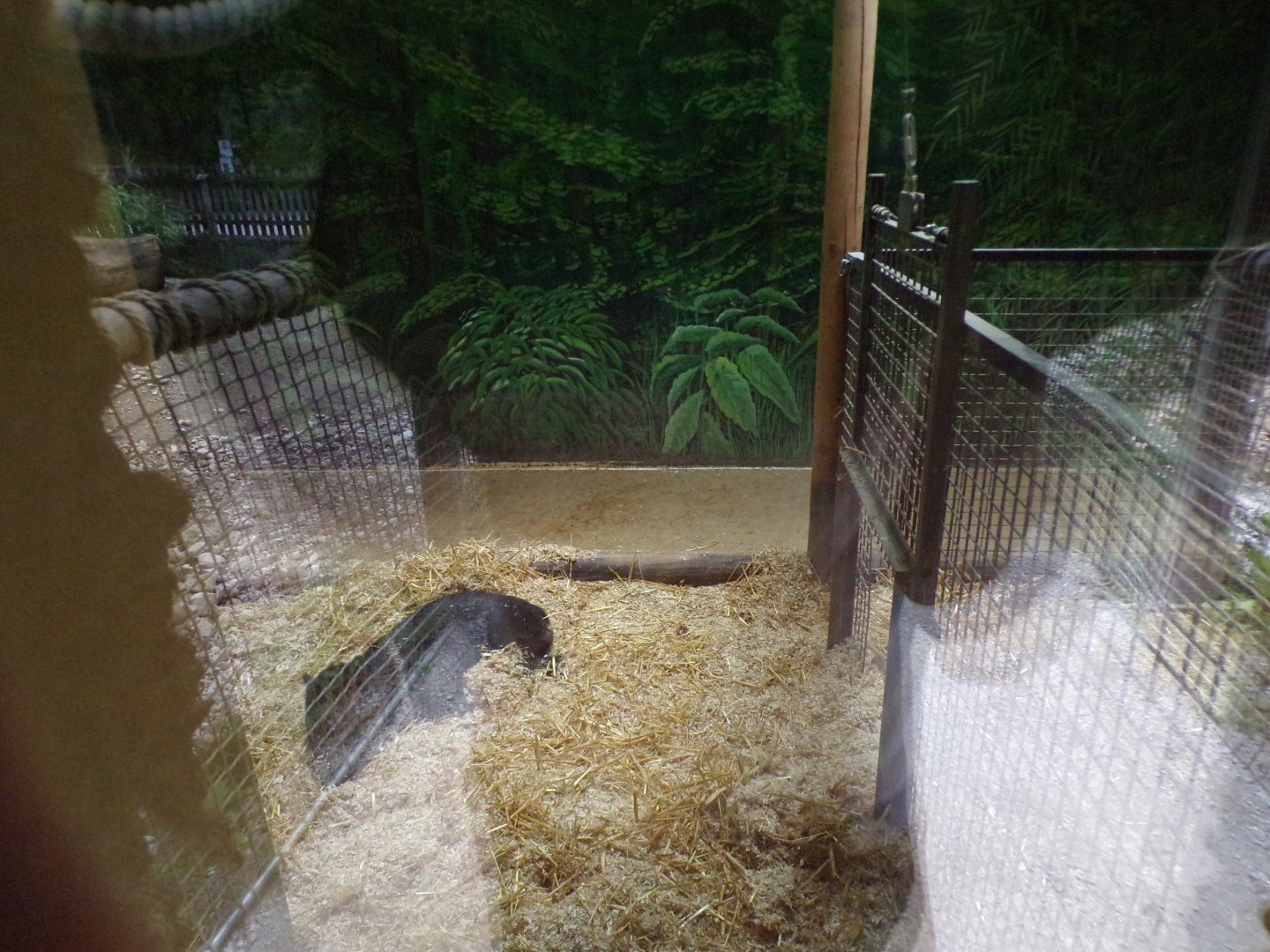 Peccary indoors 13.7.25