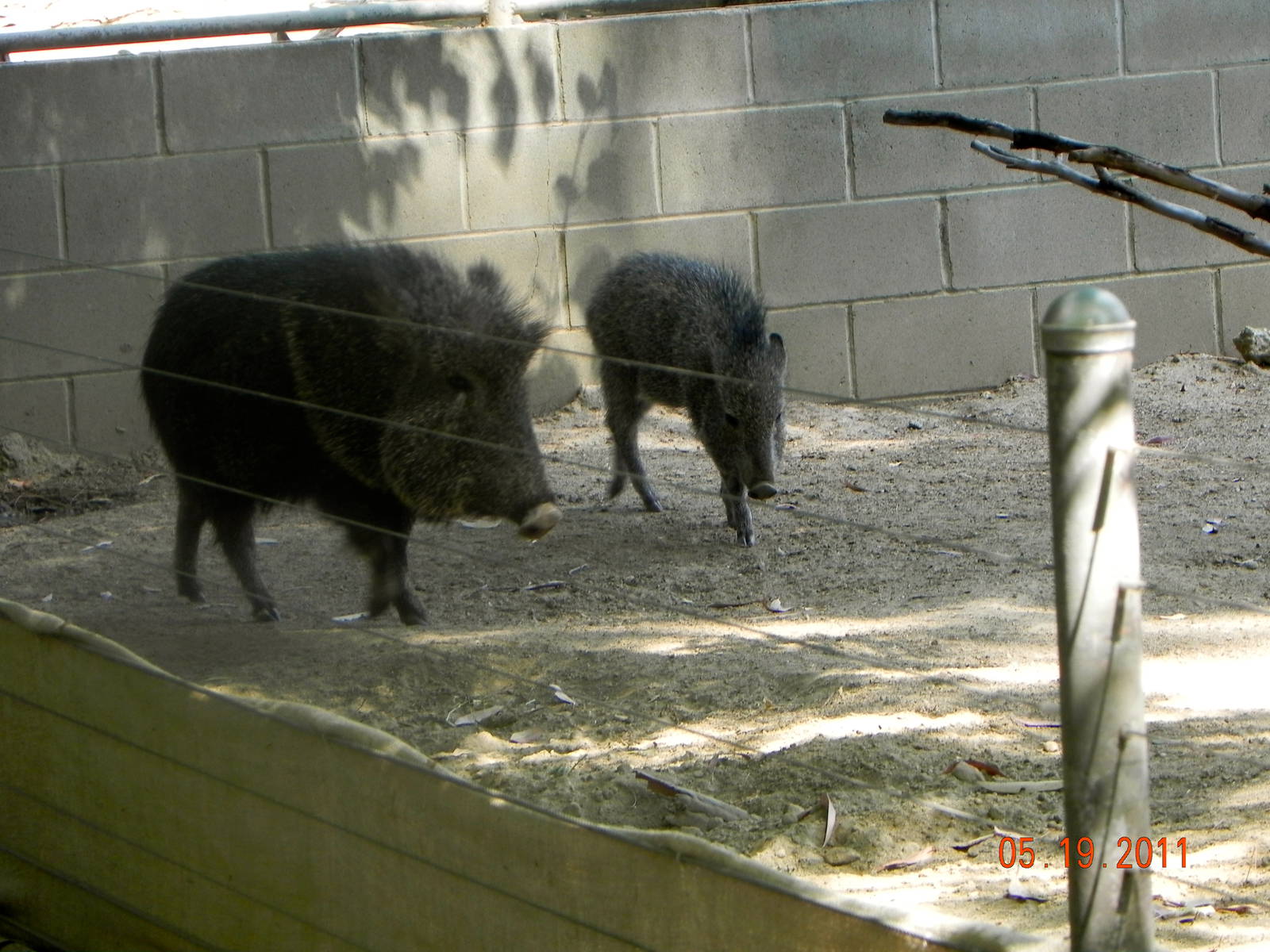 Peccary mom and baby