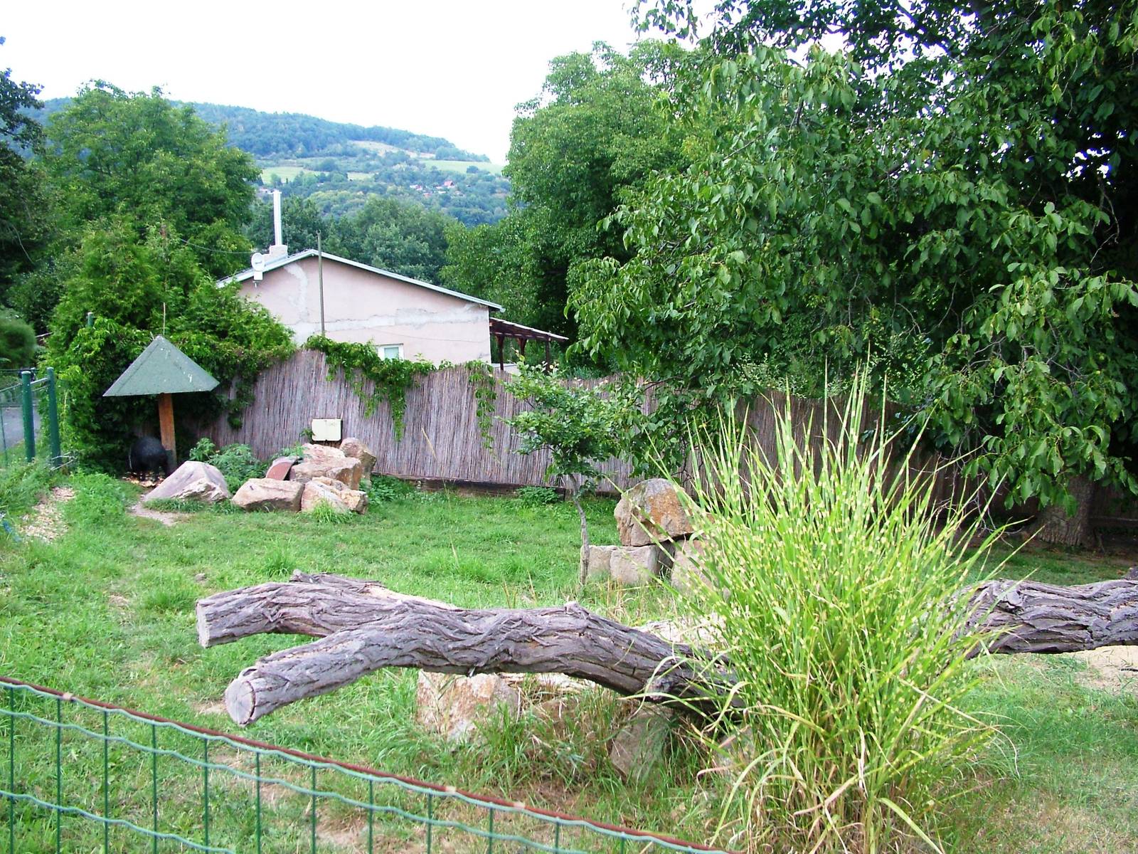 Peccary Paddock at Usti, 29/08/12