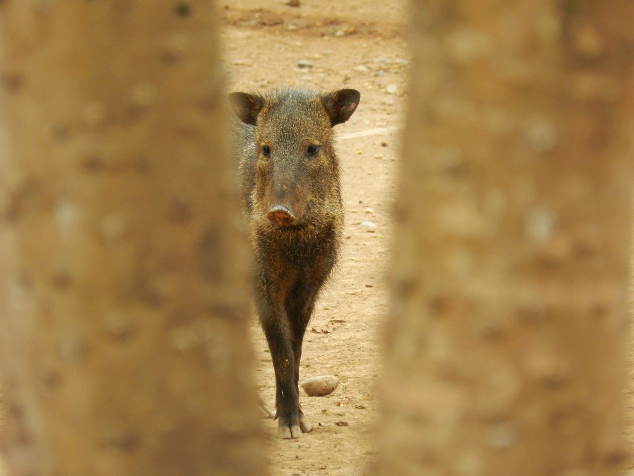Peccary - Parque de Las Leyendas