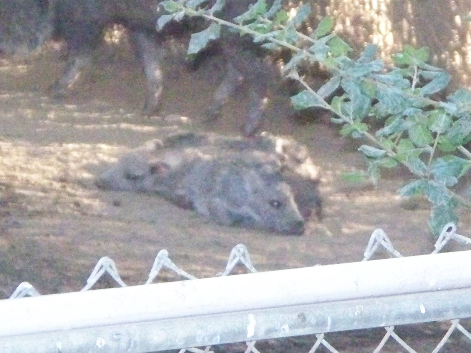 Peccary piglets