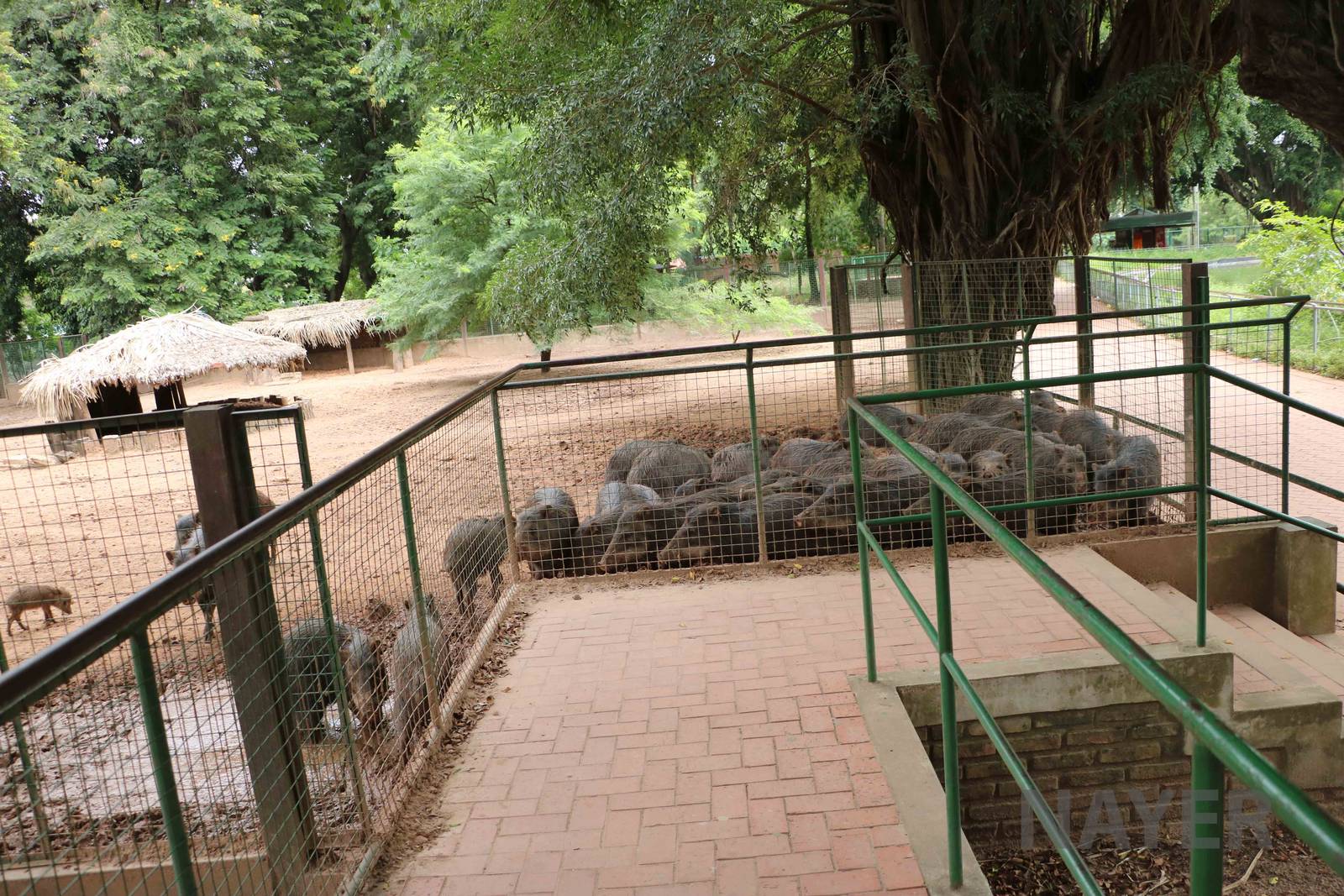 Peccary rush, March 2016