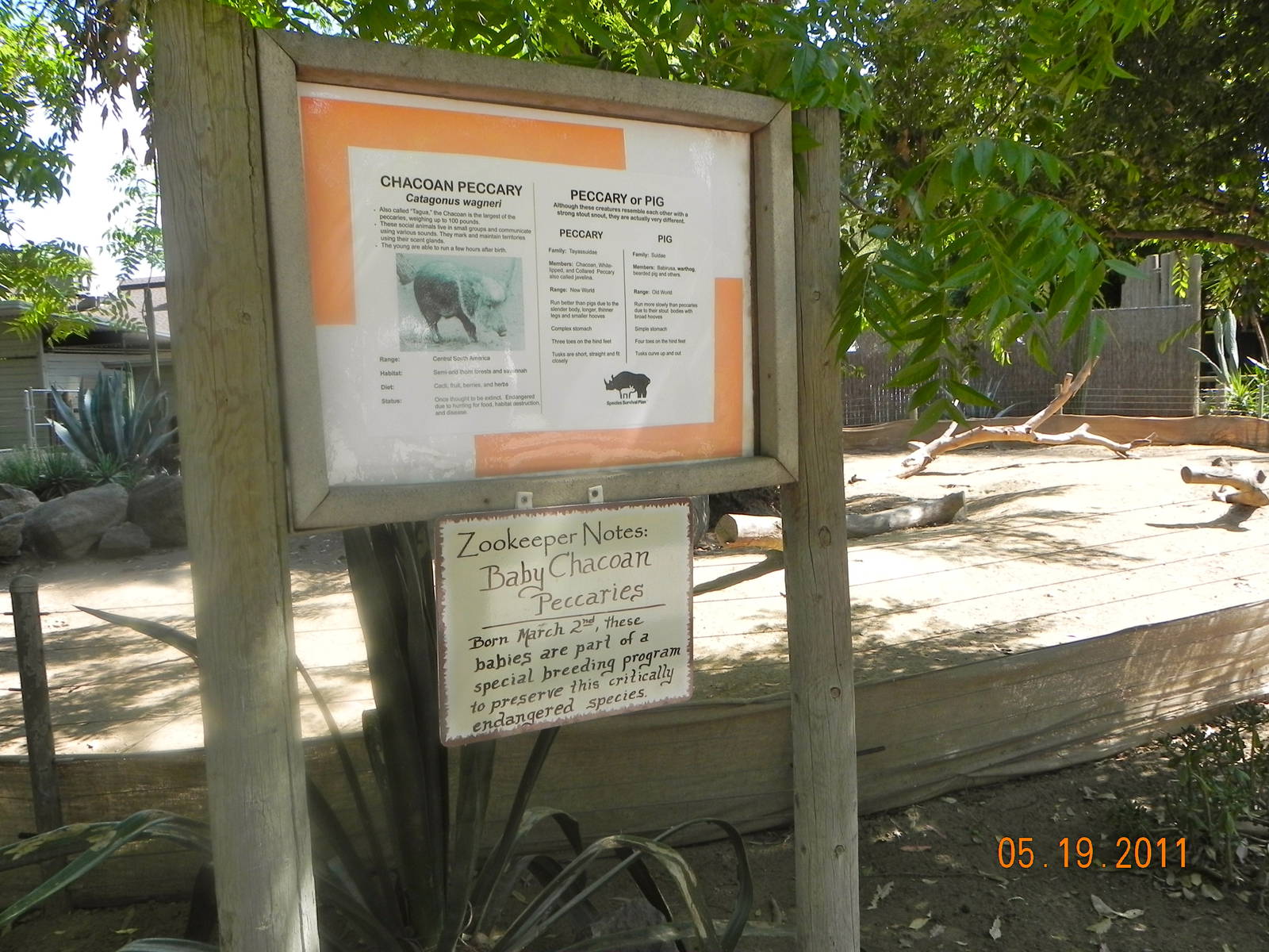Peccary sign