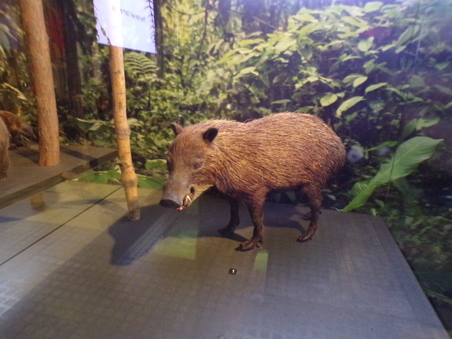 Peccary (taken at Kelvingrove museum) 12.2.24