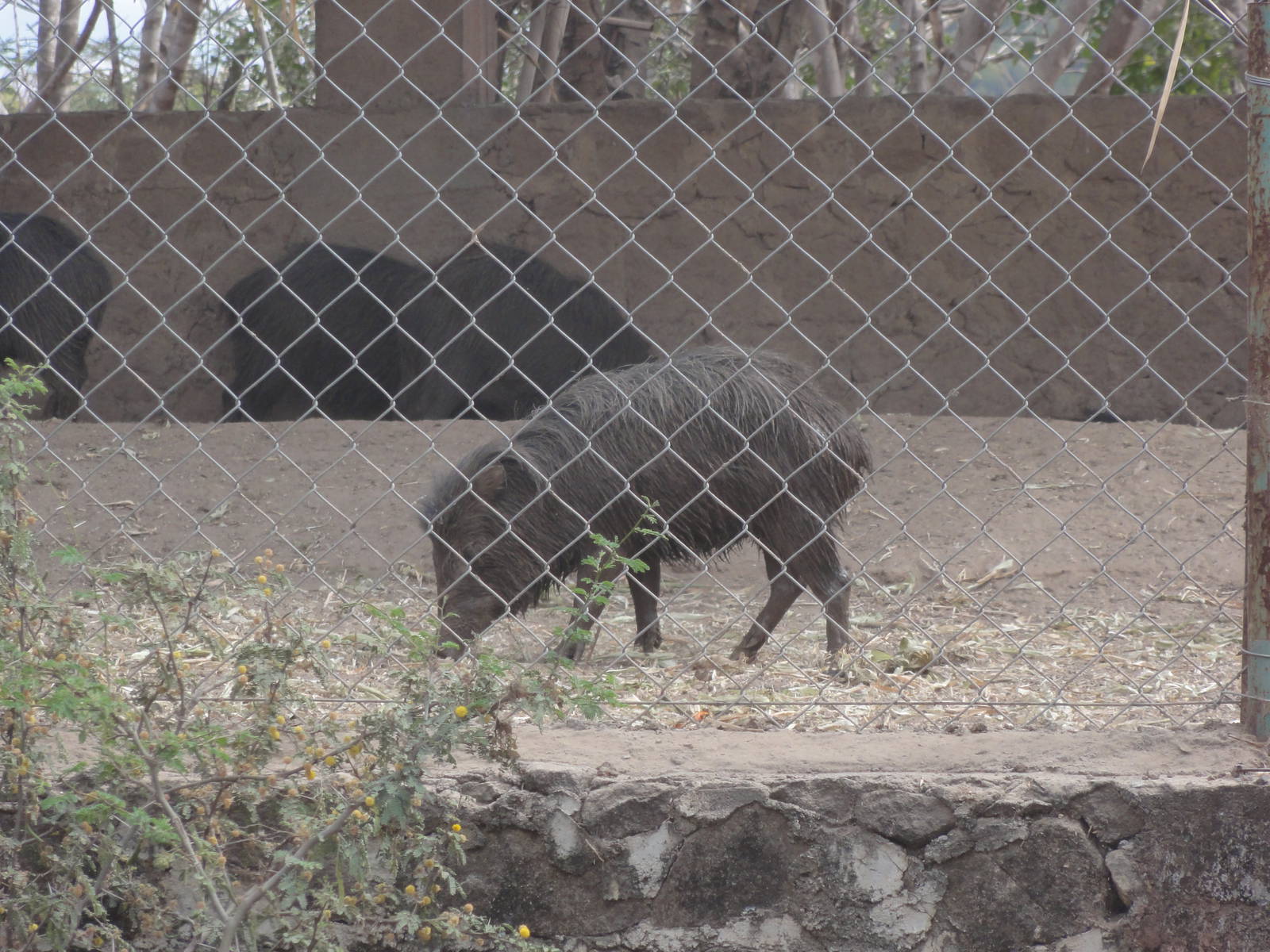 Peccary - what kind?