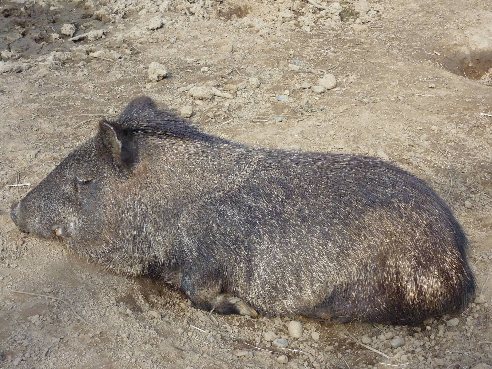 Peccary