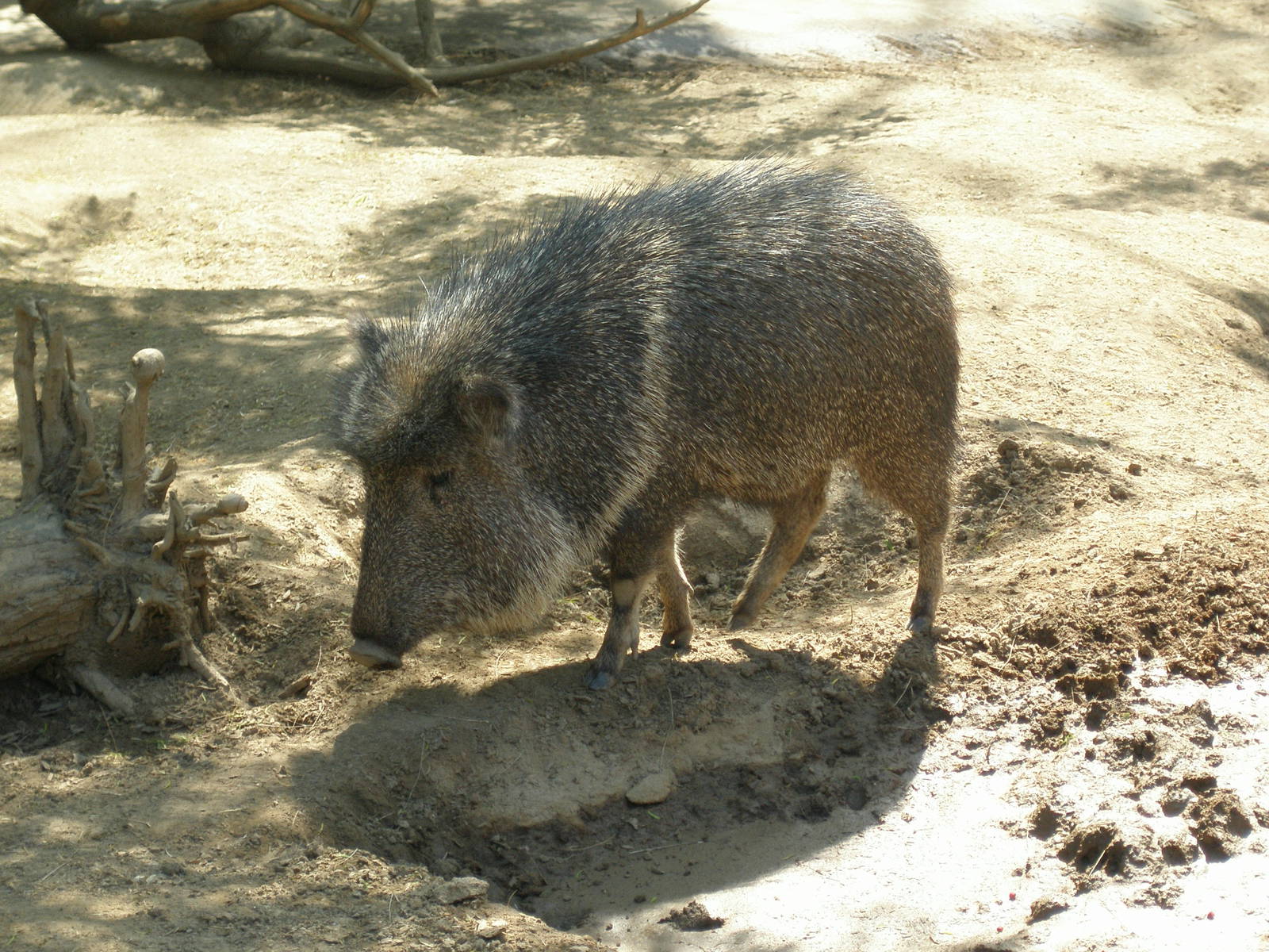 peccary