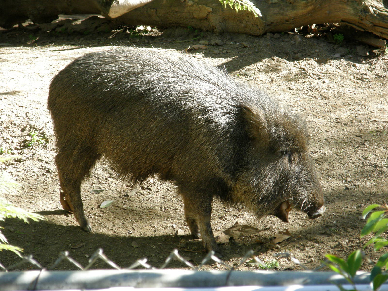 peccary