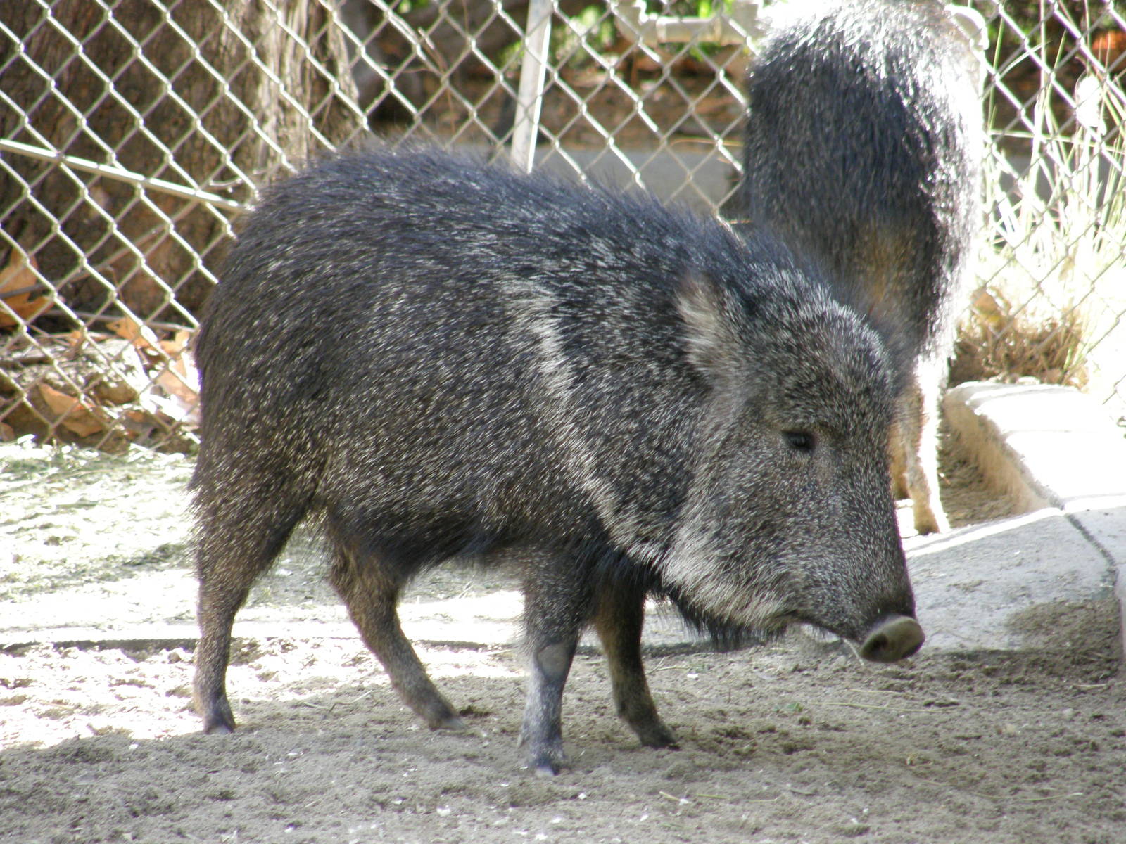 peccary