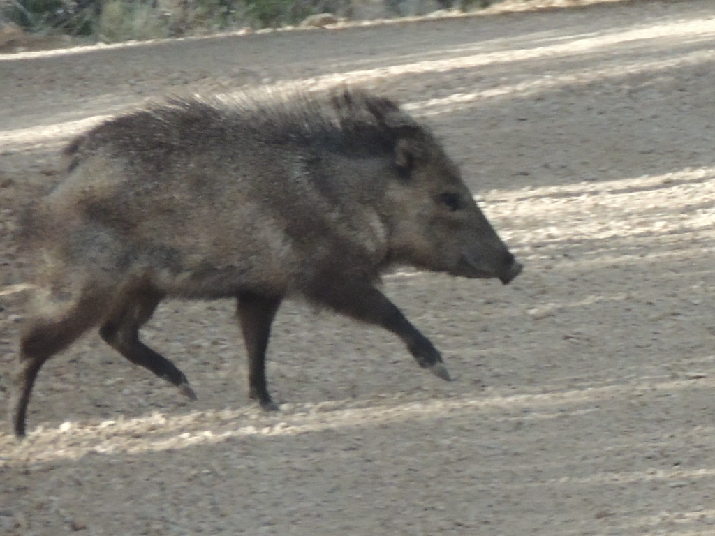 peccary