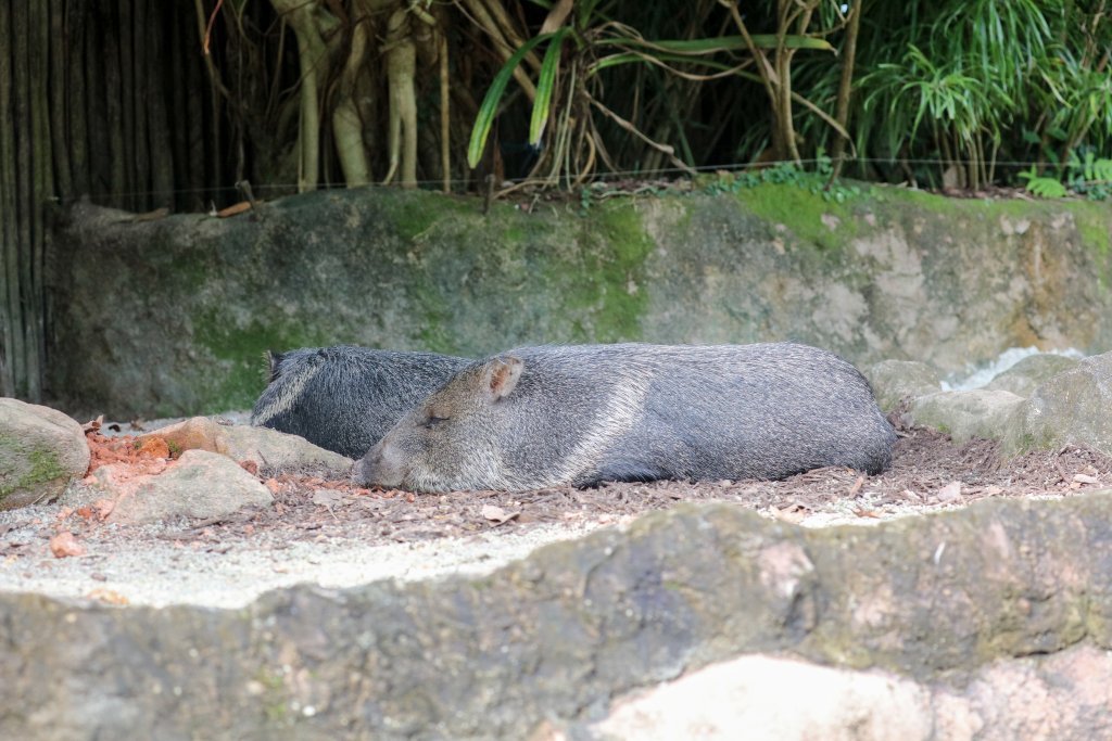 Peccary
