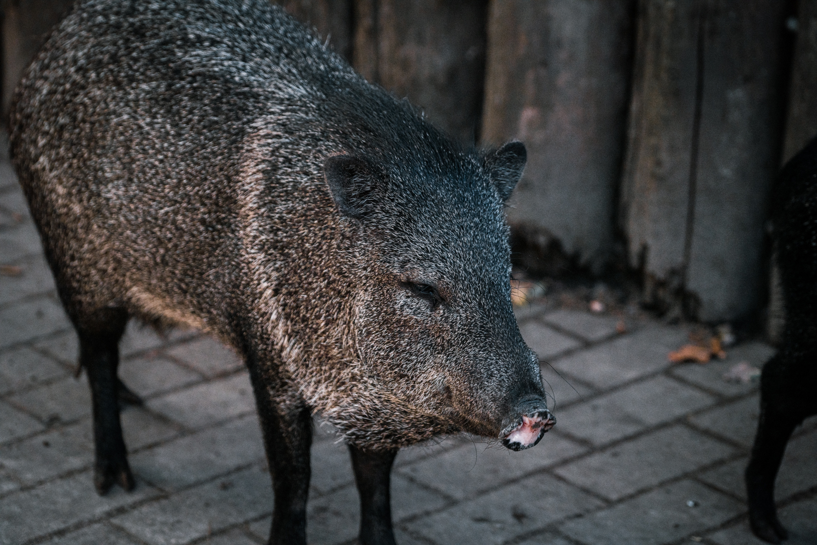 Peccary