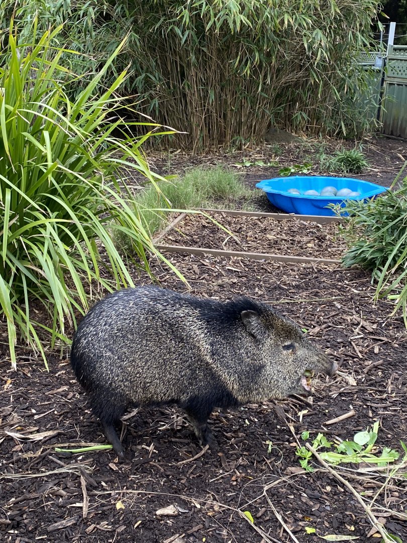 Peccary