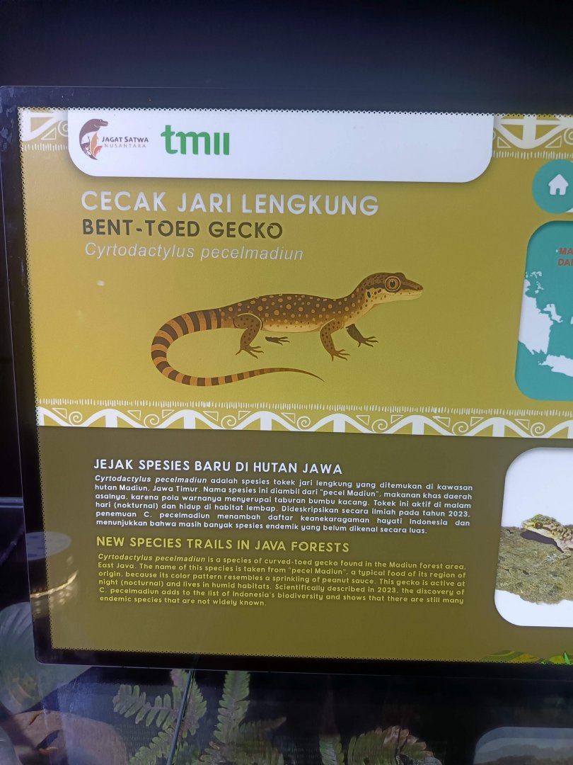 Pecel Madiun Bent-toed Gecko (Cyrtodactylus pecelmadiun) signage
