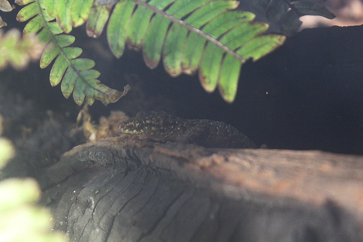 Pecelmadiun bent-toed gecko (Cyrtodactylus pecelmadiun)