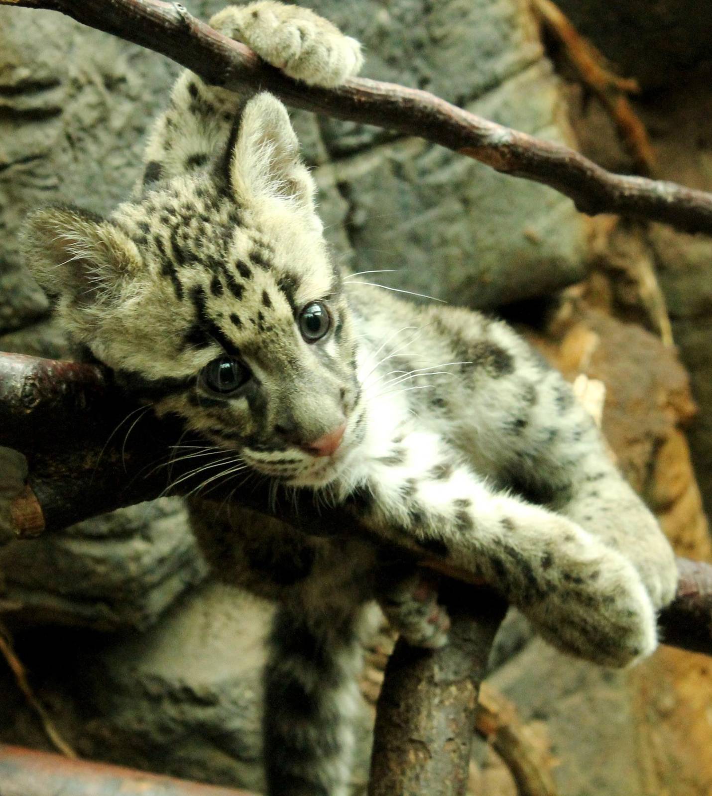 Peckham Clouded Leopard Cub - 21st June 2015