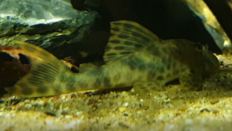 Peckoltia oligospila