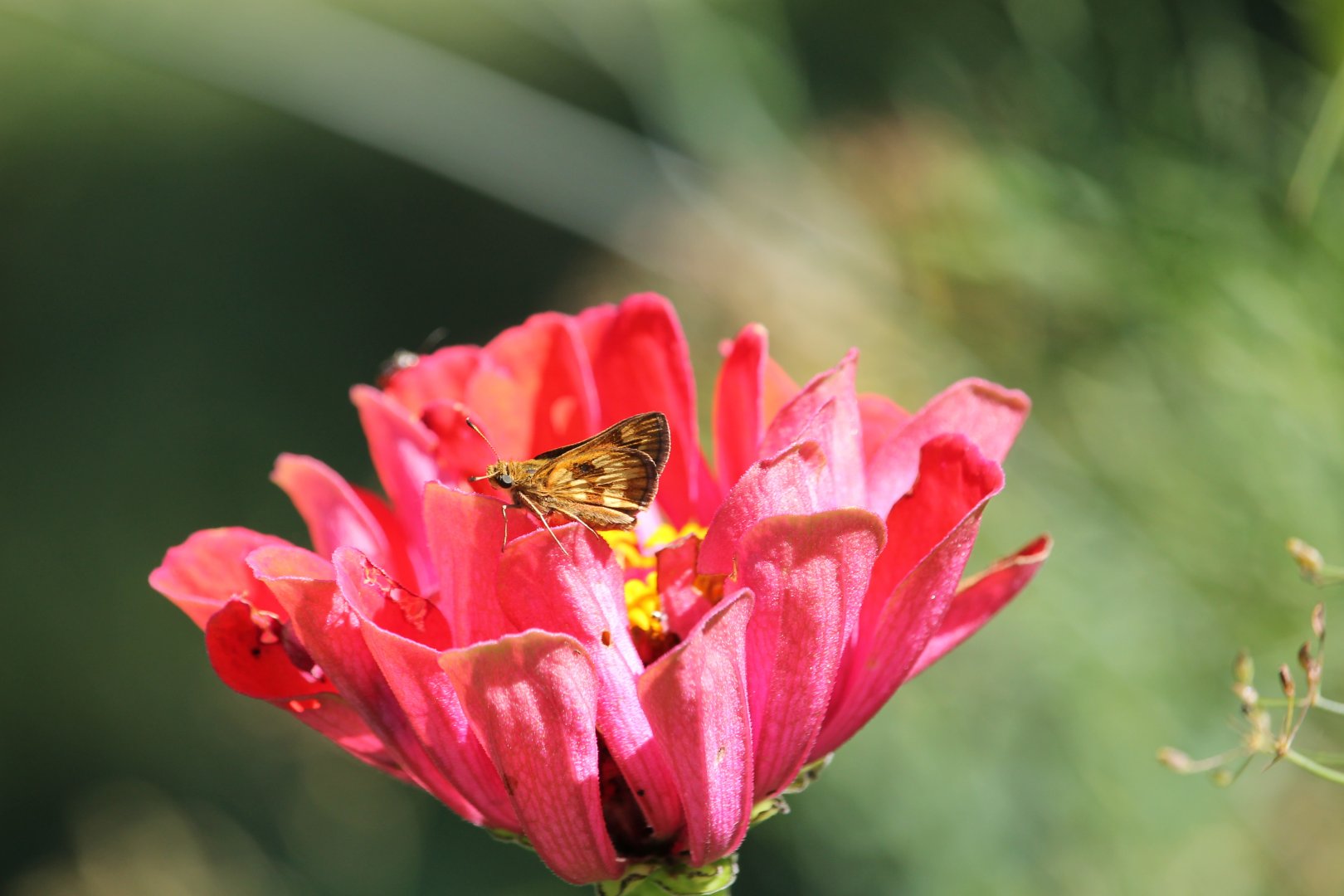 Peck's skipper on a flower