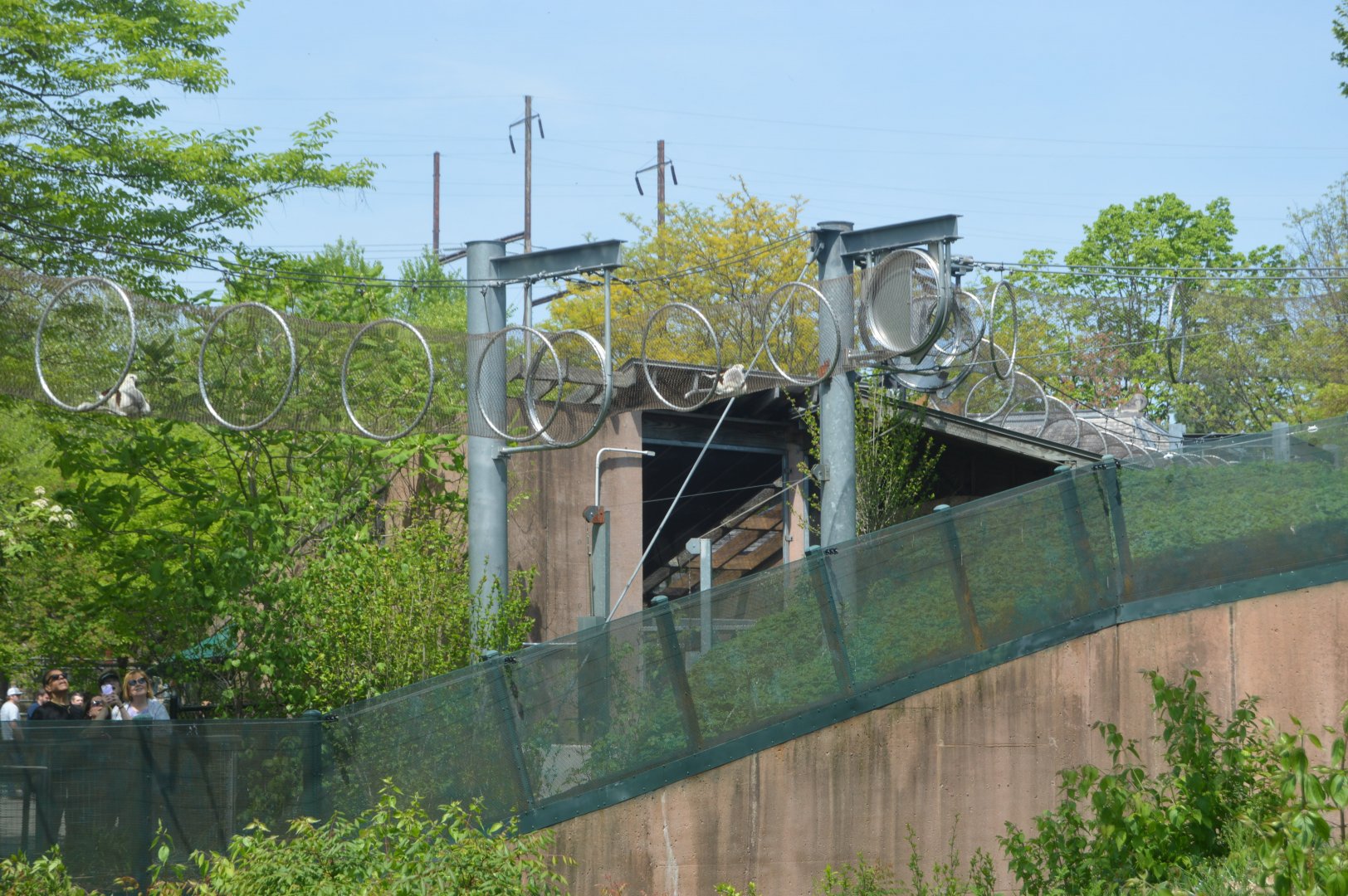 PECO Primate Reserve - Coquerel's Sifaka (Propithecus coquereli) in the Zoo360 trails.