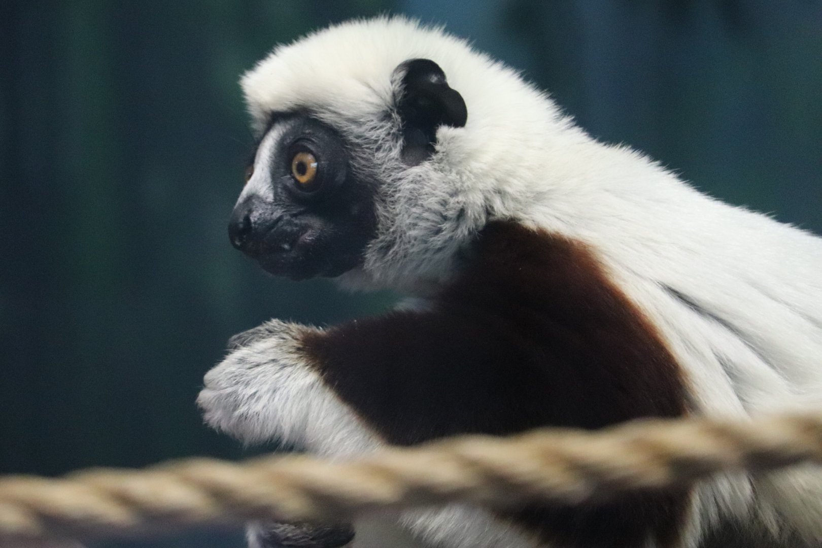 Peco Primate Reserve - Coquerel's Sifaka