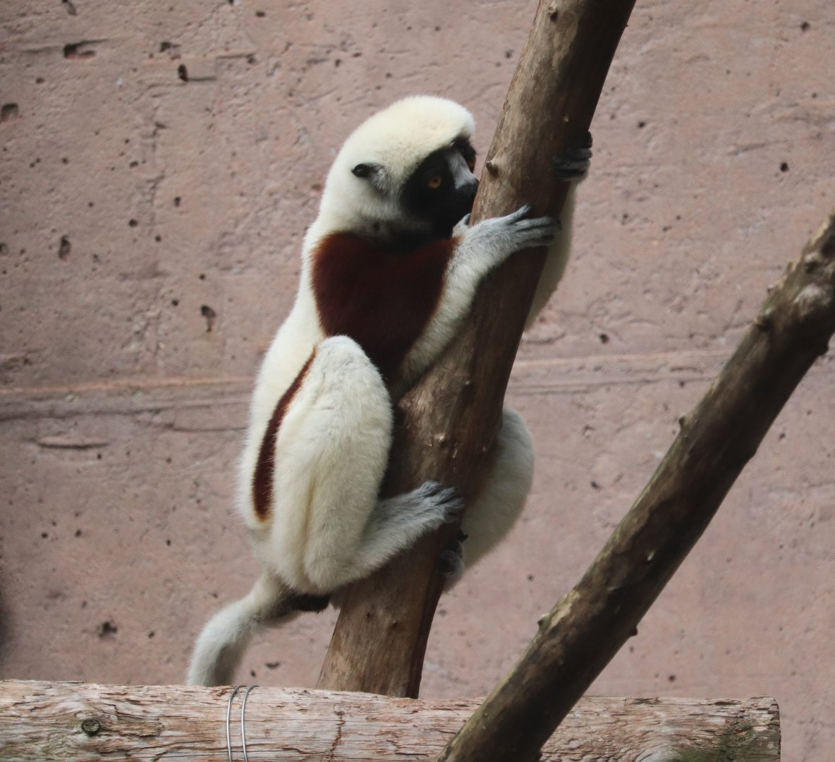 PECO Primate Reserve - Coquerel’s Sifaka