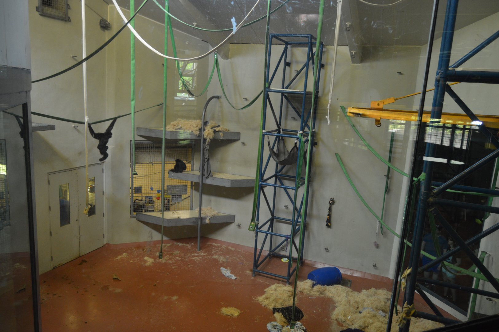 PECO Primate Reserve -  (Hylobates larSumatran Orangutan (Pongo abelii) and White-handed Gibbon) Indoor Exhibit