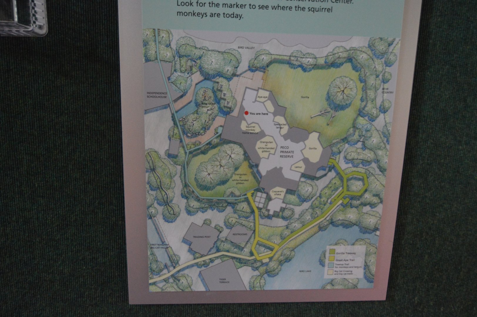 PECO Primate Reserve - Layout