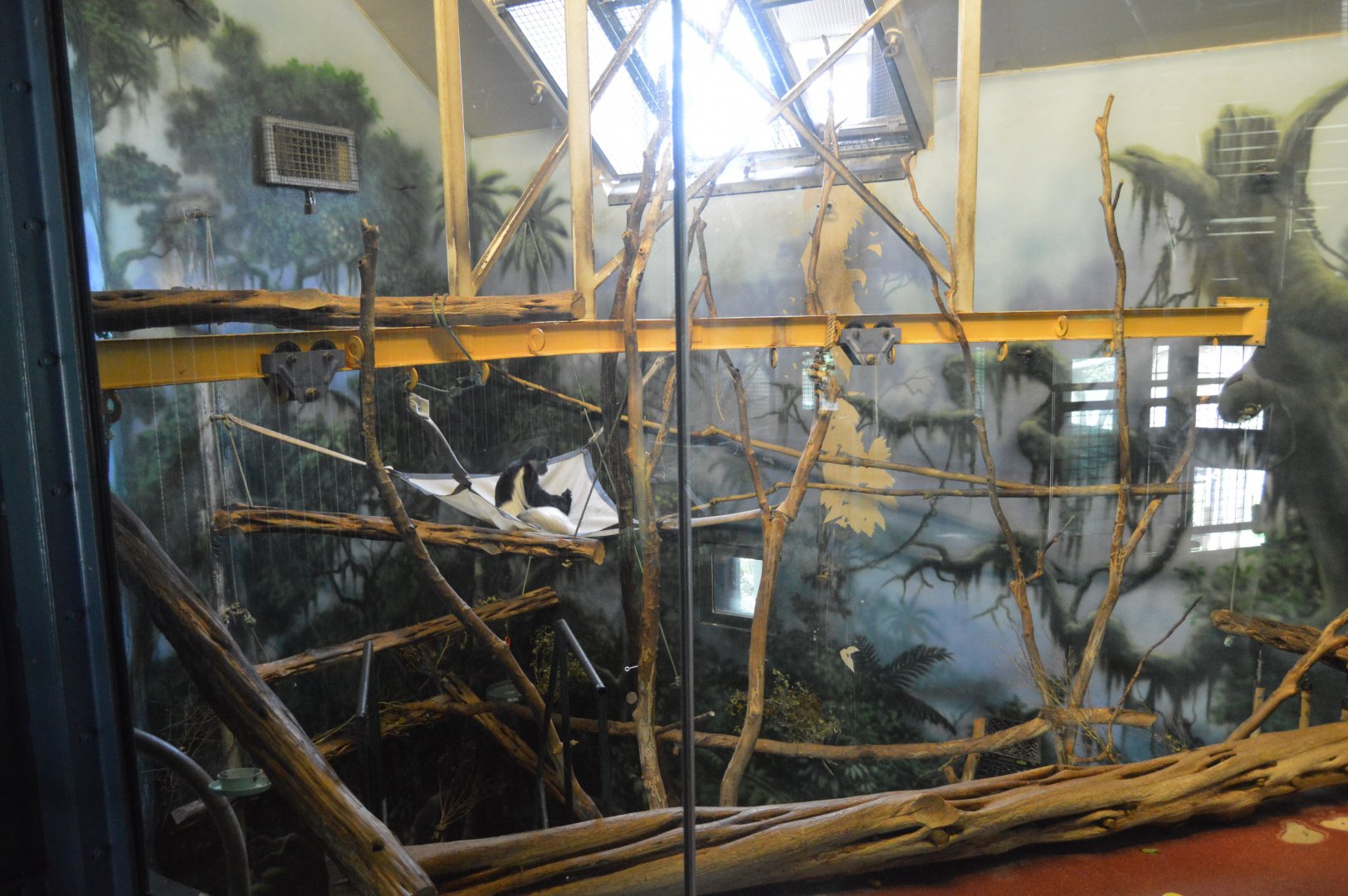 PECO Primate Reserve - Mantled Guereza (Colobus guereza) Exhibit (2nd Floor)