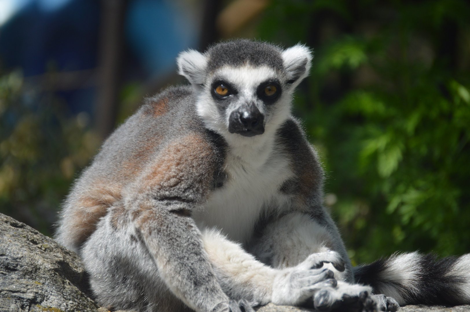 PECO Primate Reserve - Ring-tailed Lemur (Lemur catta)