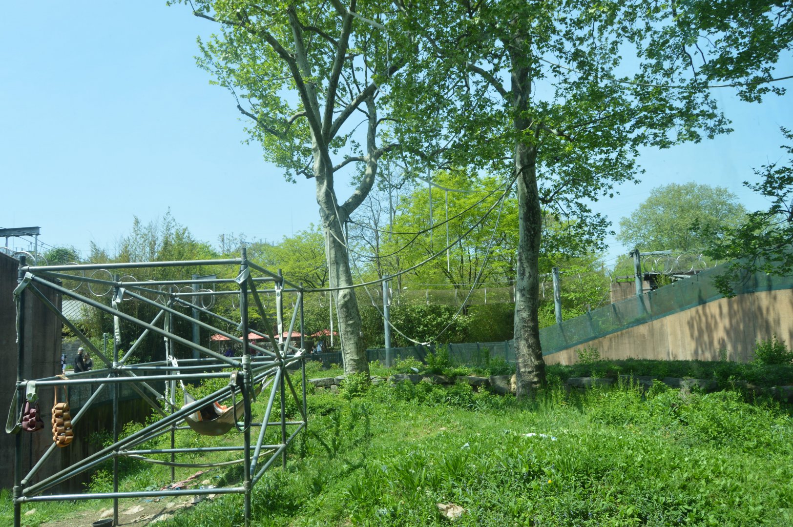 PECO Primate Reserve - Sumatran Orangutan (Pongo abelii) and White-handed Gibbon (Hylobates lar) Exhibit