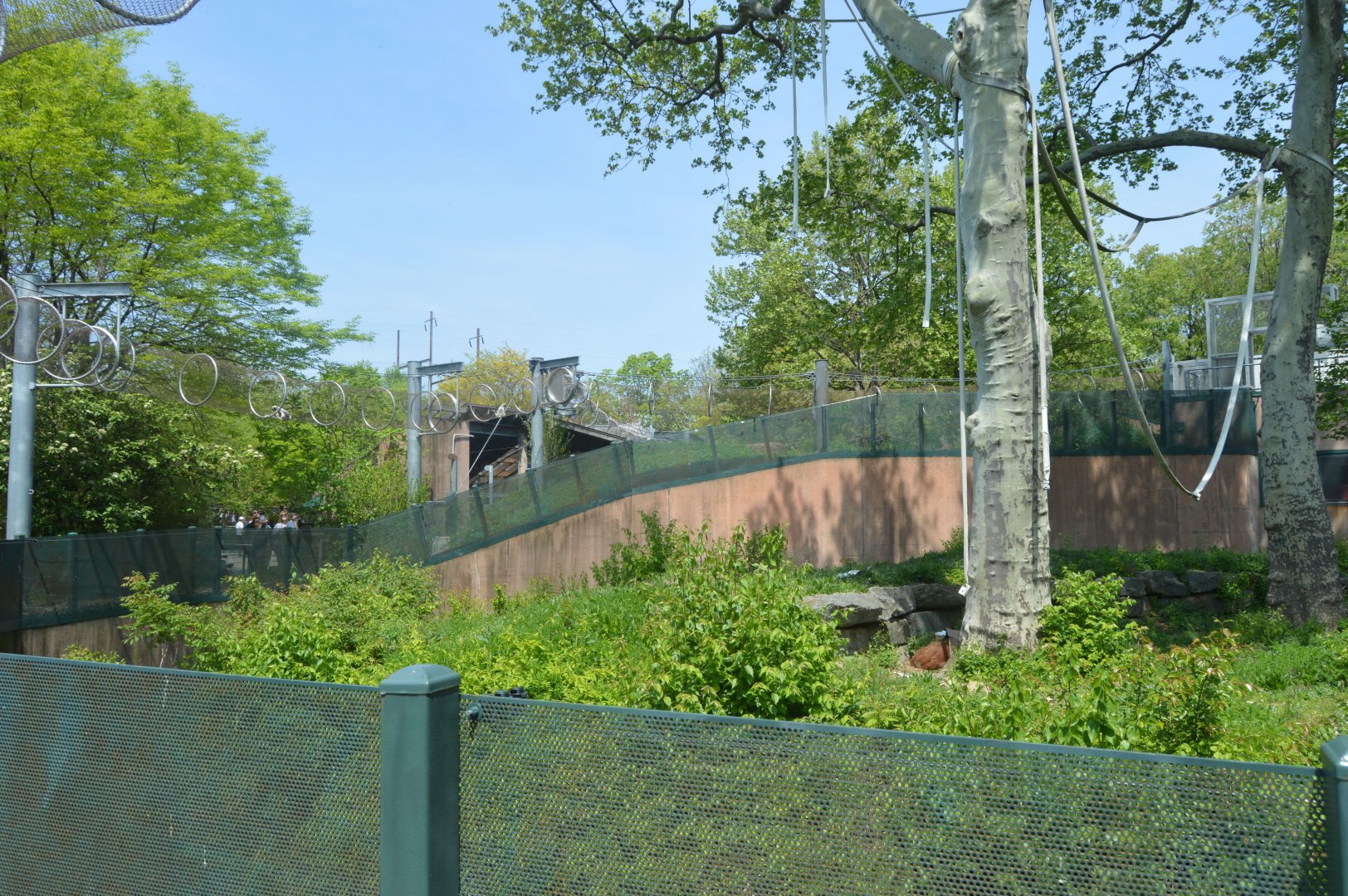 PECO Primate Reserve - Sumatran Orangutan (Pongo abelii) and White-handed Gibbon) Outdoor Exhibit