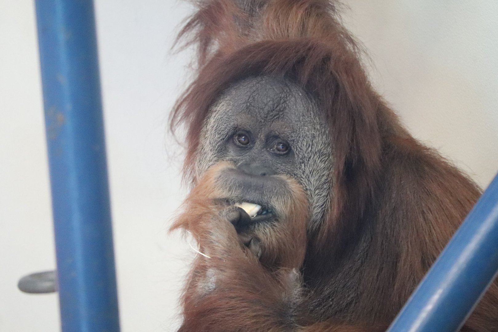 Peco Primate Reserve - Sumatran Orangutan