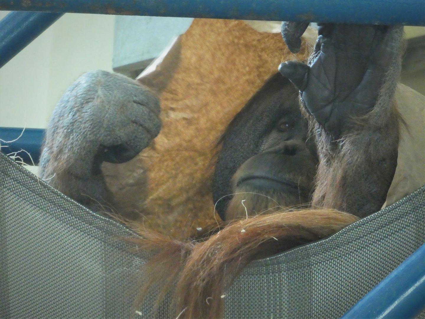 PECO Primate Reserve - Sumatran Orangutan