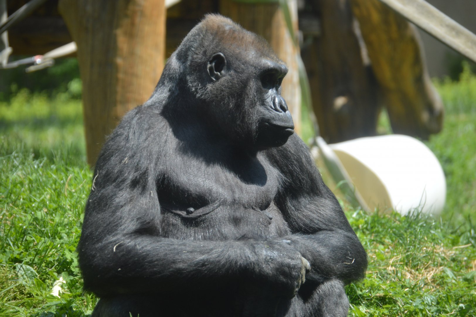 PECO Primate Reserve - Western Lowland Gorilla (Gorilla gorilla gorilla)
